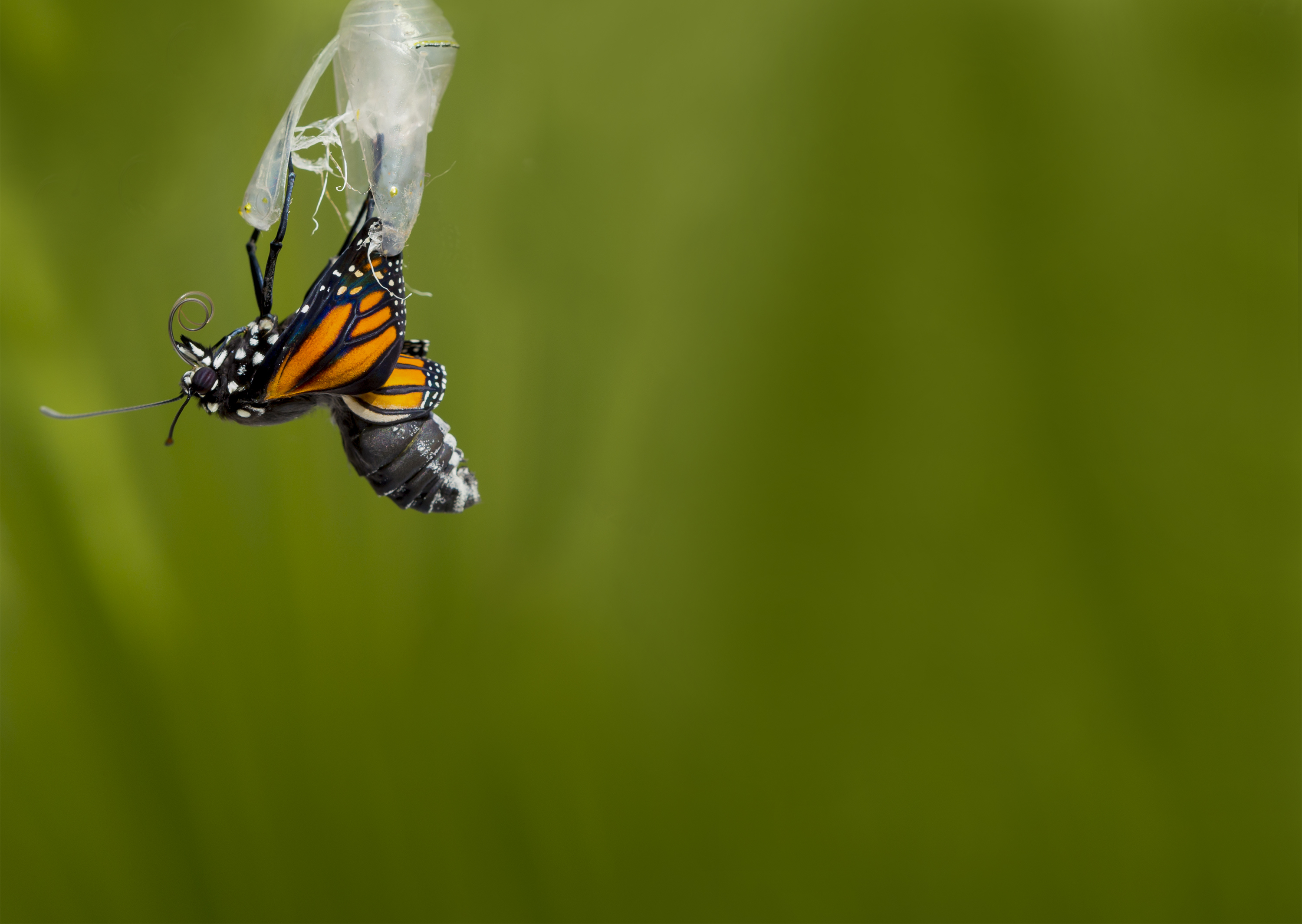 Butterfly Emerging From The Chrysalis It Needs To Go